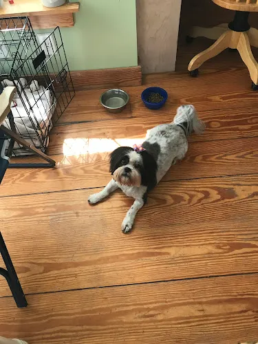 Bark Place LLC - Cat grooming in Pawcatuck