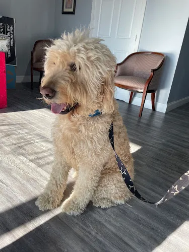 Weirton Pet Spa - Professional cat grooming in Weirton, WV