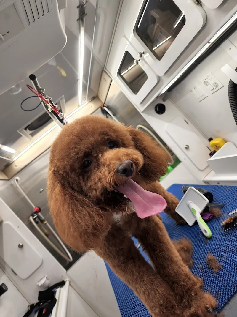 Waggin' Wagon LLC - Mobile cat grooming in Philadelphia, PA