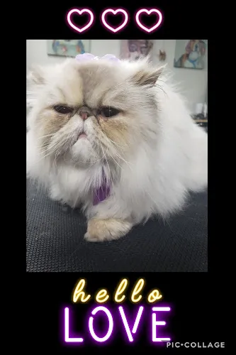 Doggie Do'little Pet Salon, Spa & Boutique - Cat grooming in Dallastown