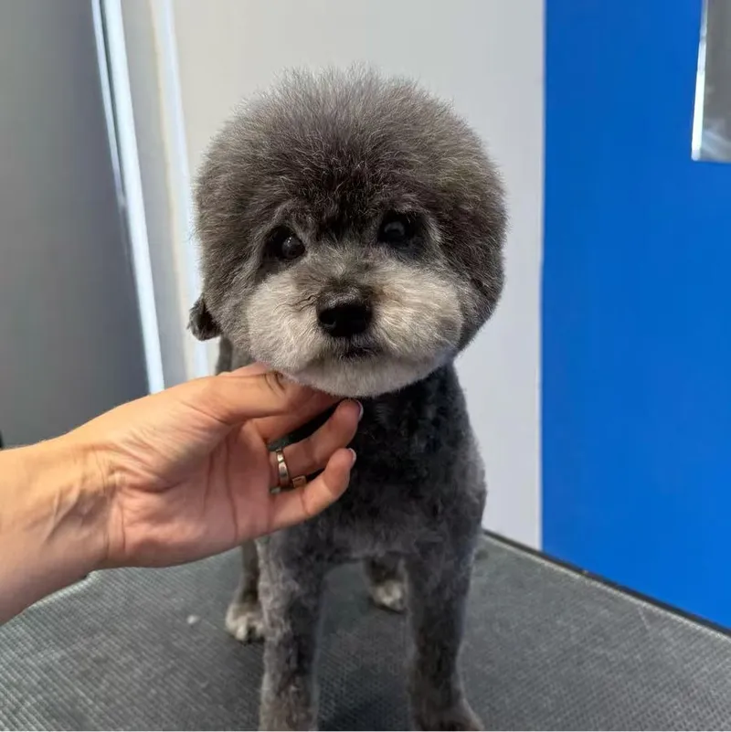 21Pooch - Cat grooming in Los Angeles