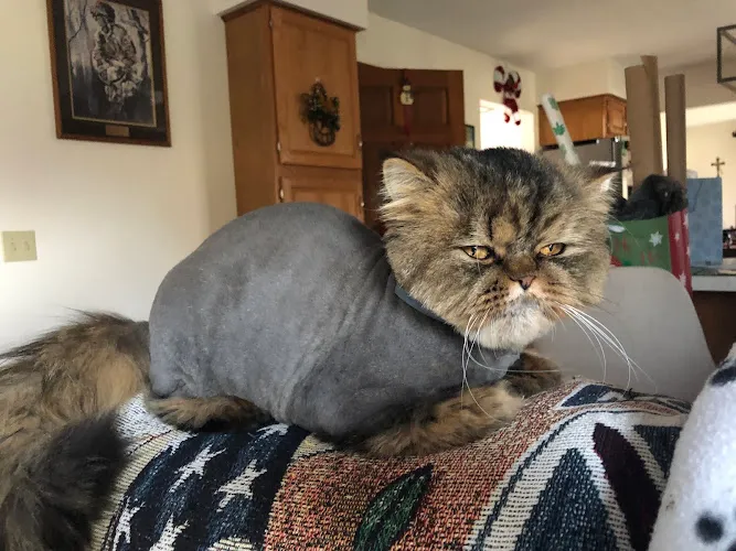 Pampered Paws N’ Play - Professional cat grooming in Amherst, NY