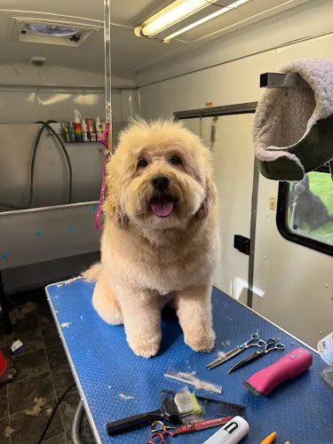 H2T Grooming + - Cat grooming in Olympia