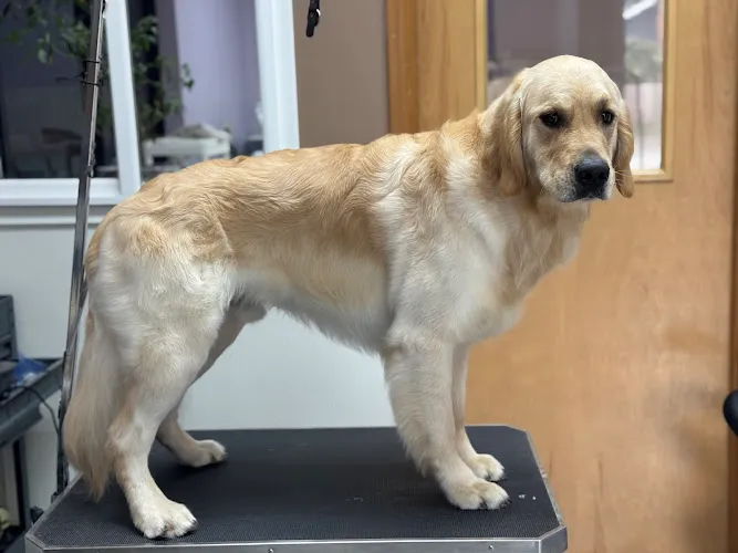 Alex Dog Grooming - Mobile cat grooming in Wilsonville, OR