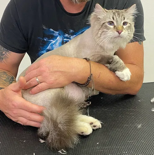Betwixt the Paws Grooming LLC - Cat grooming in Dickinson