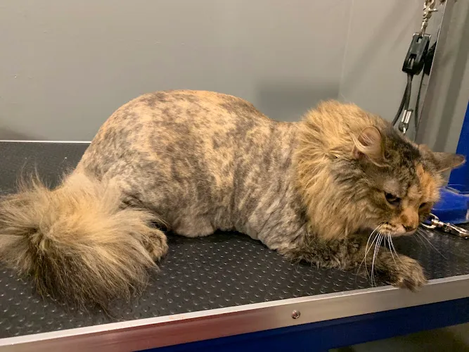 All Creatures Great & Groomed - Professional cat grooming in Indianapolis, IN