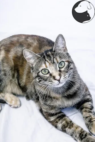 Synergy Pet Salon - Cat grooming in American Fork