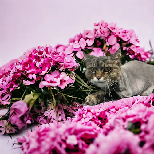 Kismet K9 Pet Spa - Cat grooming in Berea