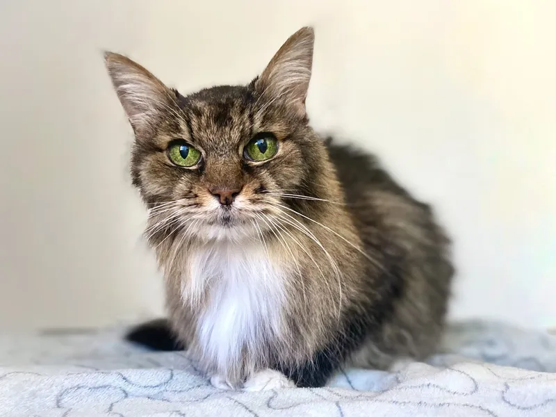 All Cats Are Beautiful: Feline Exclusive Grooming - Cat grooming in Las Vegas