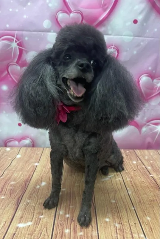 Happy Tails Grooming - Professional cat grooming in Philadelphia, PA