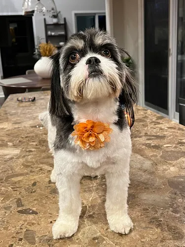 Champions Premier Dog Parlor - West Chester - Cat grooming in West Chester