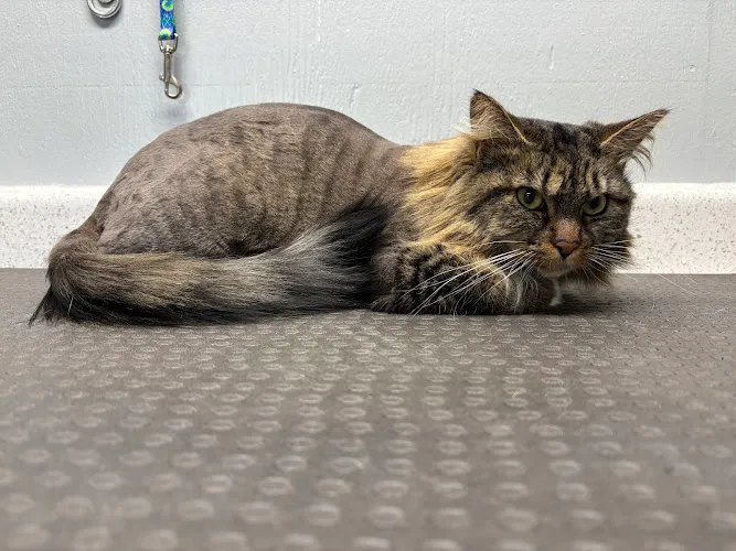 Country Pup Pet Services, LLC - Professional cat grooming in Scappoose, OR