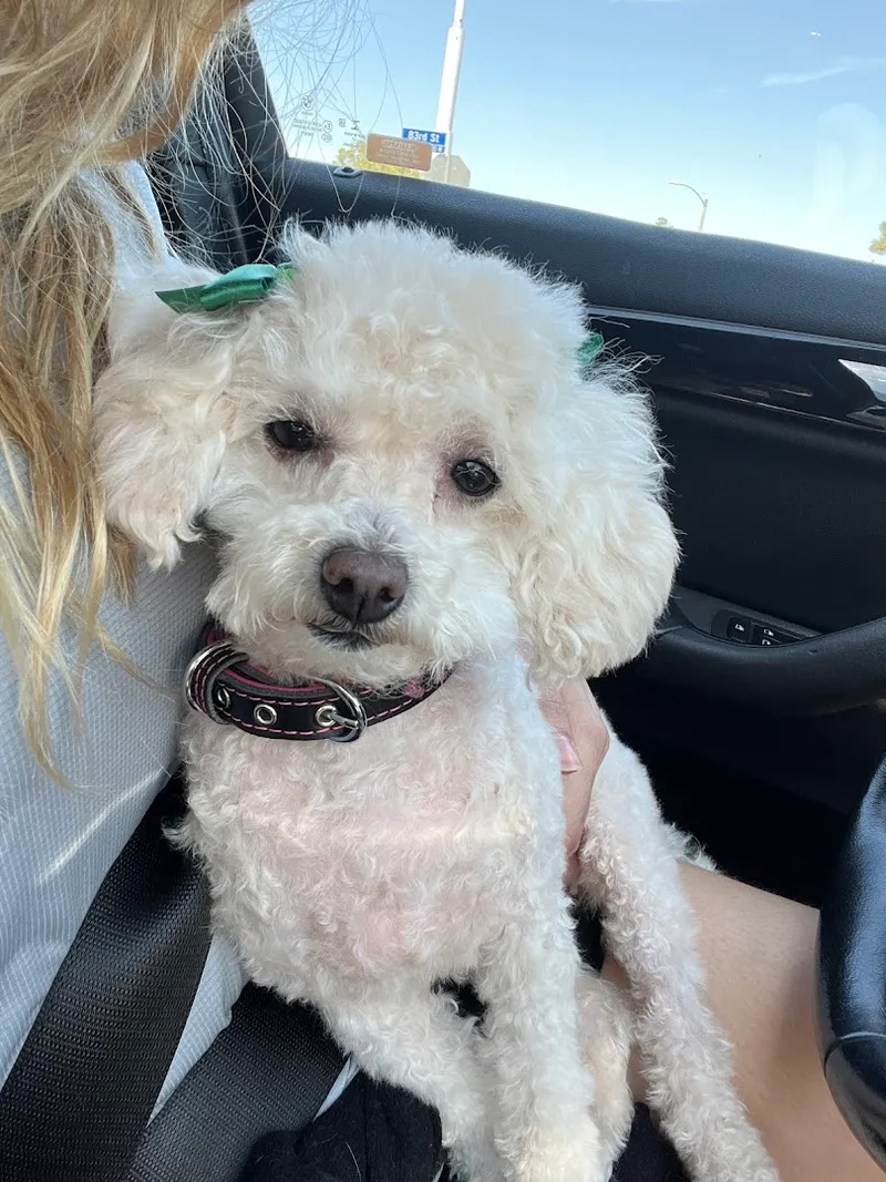 Cats & Dogs in the Bubbles - Cat grooming in Los Angeles