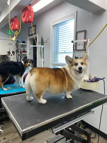 Puptown Lounge Grooming House - Cat grooming in Upper Arlington