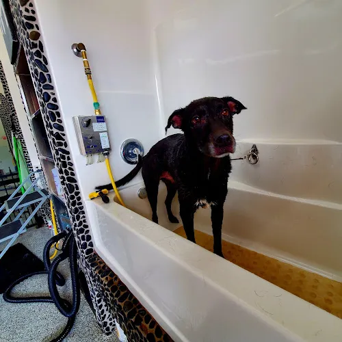 OC Grooming & Pet Spa - Cat grooming in Lake Forest