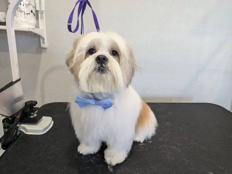 Furr Paradise Grooming LLC - Mobile cat grooming in Las Vegas, NV