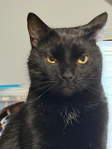 Whiskers & Wag Pet Grooming - Professional cat grooming in Jim Thorpe, PA
