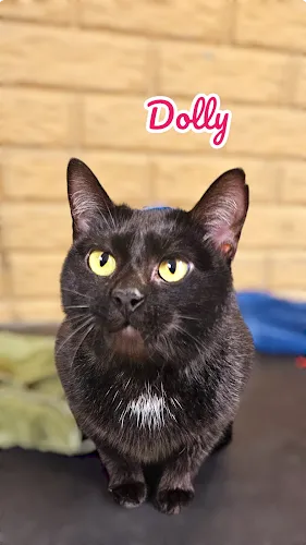 A Doggie DO & Daycare too - Cat grooming in Perrysburg