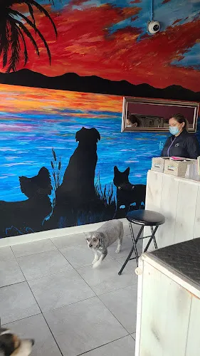 Poodleland Dog Grooming - Cat grooming in Bellflower