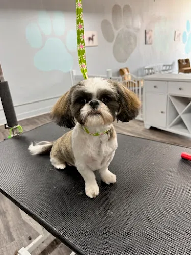 GroomWorks - Mobile cat grooming in Brookston, IN