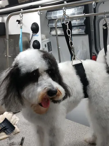 Wags & Whiskers Pet Grooming & Whiskers A-Go-Go Mobile Grooming - Cat grooming in Knoxville