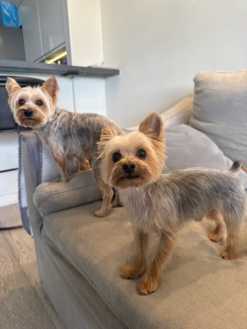 K9 Grooming Mobile Pet Salon and Spa - Cat grooming in Los Angeles