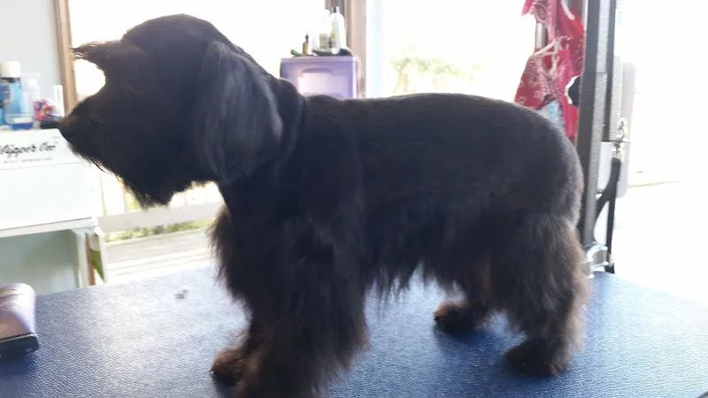 Pet Town Dog Spa - Cat grooming in Port Townsend
