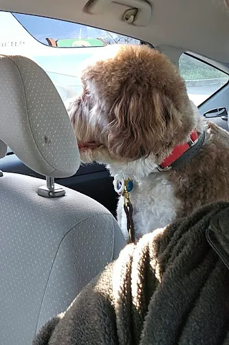 All Dogs Go To Hannah - Cat grooming in Bonita