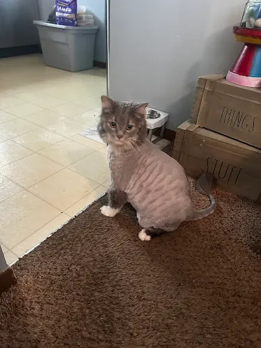 Furry Land Cincinnati - Cat grooming in West Chester Township