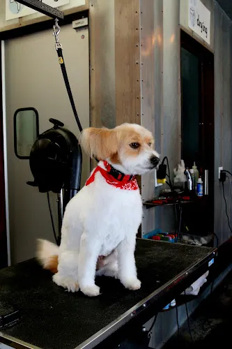Bubbles Pet Spa - Cat grooming in Manhattan Beach