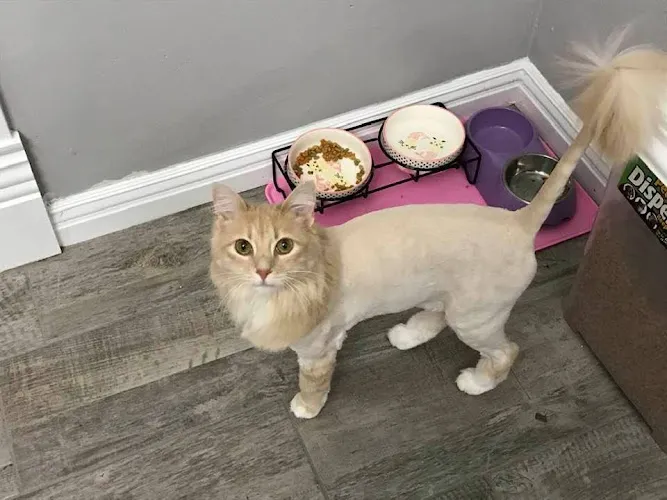 Special Care Grooming - Mobile cat grooming in Albuquerque, NM