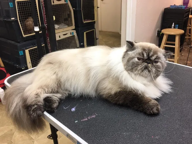 ShamPoochies of Pensacola - Cat grooming in Pensacola