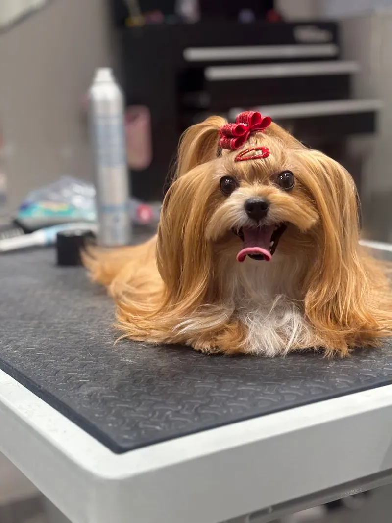 Barks & Bubbles Holistic K9 Spa - Cat grooming in San Diego
