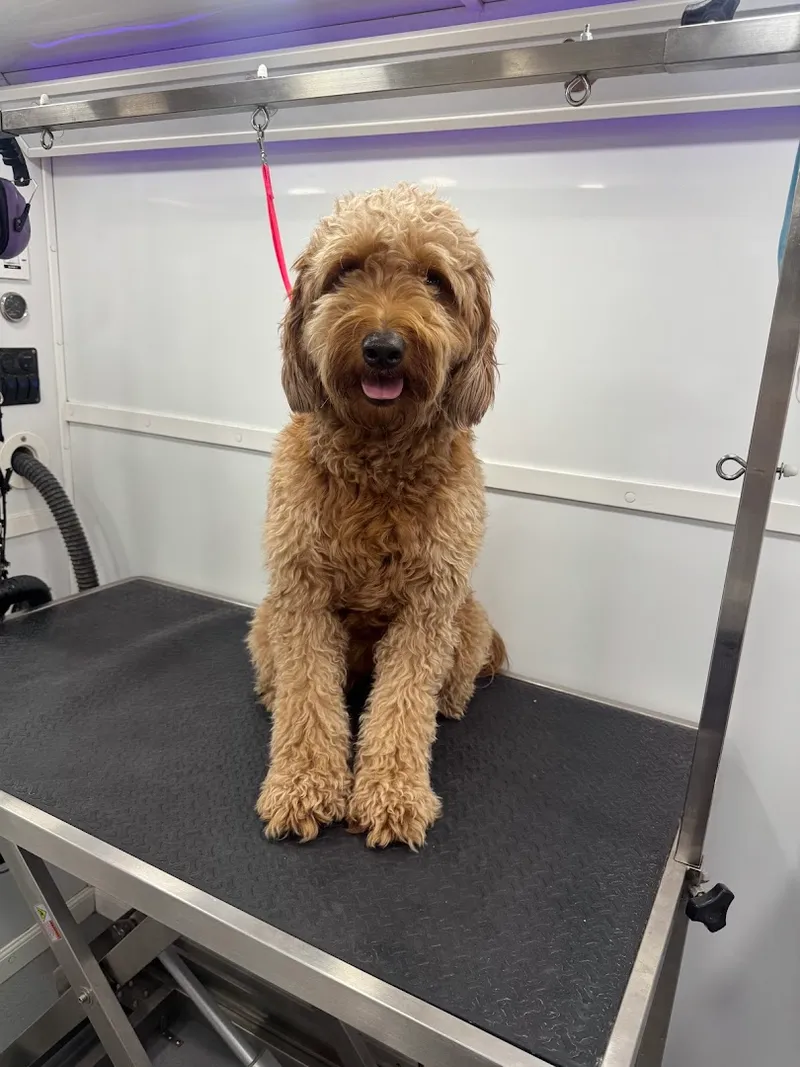 Lilo's Mobile Pet Spa Dallas - Cat grooming in Dallas