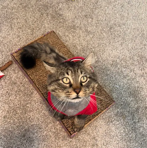 Lucky Paws Pet Spa - Professional cat grooming in South Jordan, UT