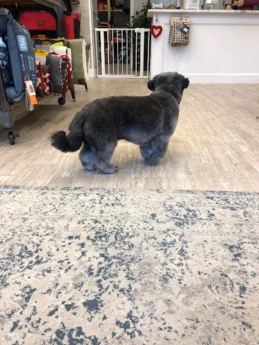 Elysiem - Mobile cat grooming in Bethesda, MD