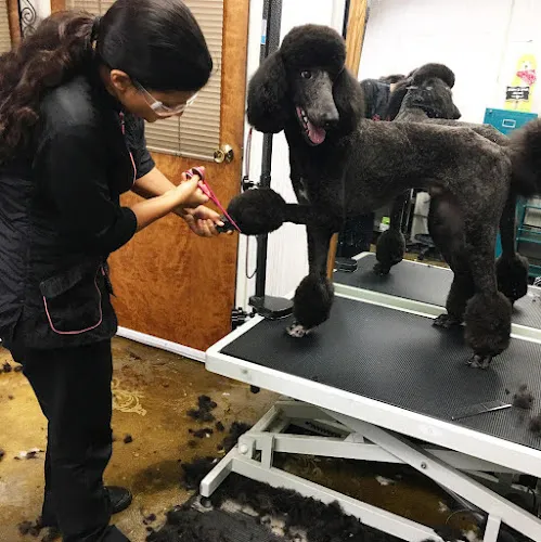 Doggie Avenue - Cat grooming in Burbank