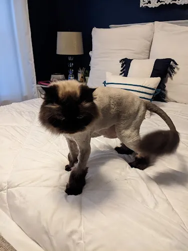 Critter Connection - Cat grooming in Mt Washington