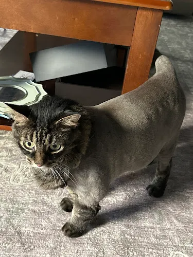 Pet Starr Salon Inc - Cat grooming in New Port Richey