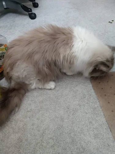 Pet Place Grooming - Cat grooming in Bismarck