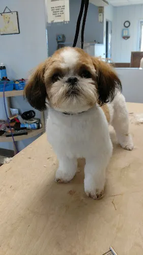 Clippindales Pet Grooming - Cat grooming in Wahpeton